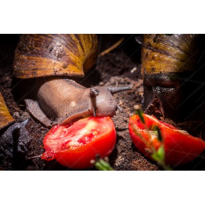 Caracol gigante Tigre -  (Achatina achatina)